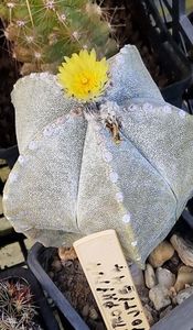 Alt Astrophytum myriostigma