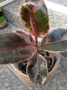 Ficus elastica Belize