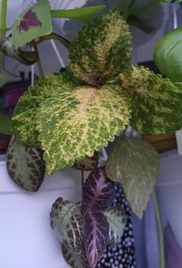 Printre rufe :)); Langa o episcia.
