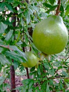 Rodiu; Punica Granatum
