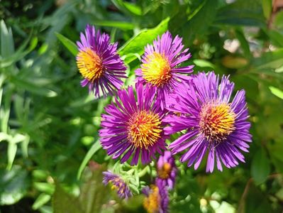 Aster Violetta