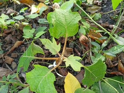 Hydrangea quercifolia Tara