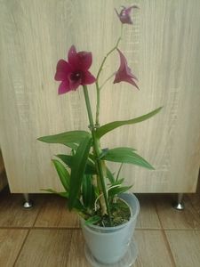 28.09_ orhidee dendrobium(13 lei)