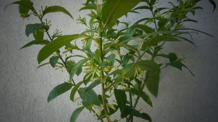 Cestrum nocturnum