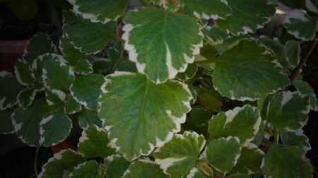 Roinita variegata,deosebita