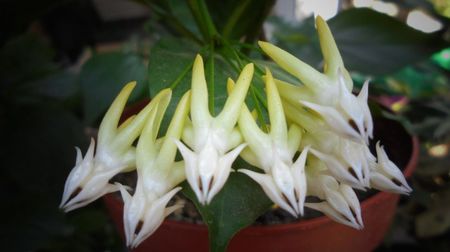 Multiflora,de mare gingasie...