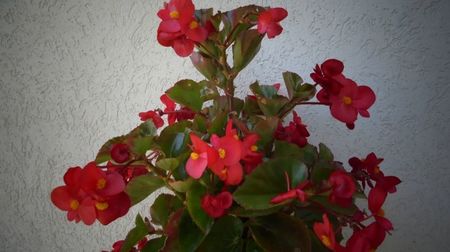 Semperflorens nu se dezminte.