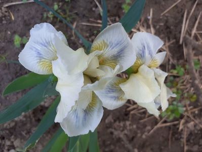 Wedgwood Blue
