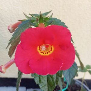 Peach Cascade Improved