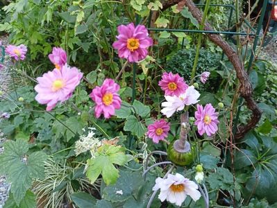 Anemone 30.09.2023