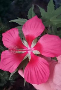 hibiscus coccinea scartett