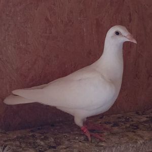 Pui 24-129....-rezervat Sateni