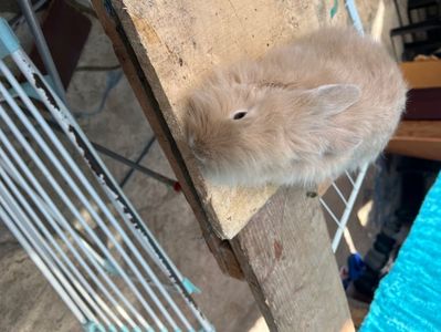 Lola; Iepuroaică cap de leu pe nume Lola
