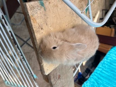 lola; Iepuroaica cap de leu pe nume Lola
