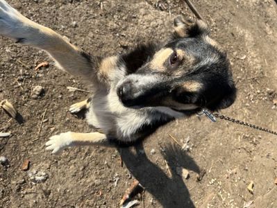 Max; Cățelu meu pe nume Max
