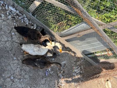 Boboci românești