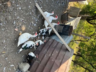 Familia de rațe lesesti