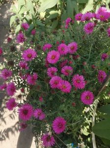 aster Royal Ruby