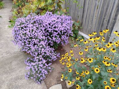 Aster și Rubdekchia triloba