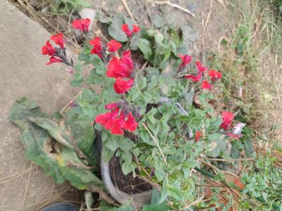 Salvia Royale Bumble; Salvia microphylla
