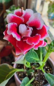 05.10.2023; Gloxinia batuta
