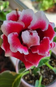 05.10.2023; Gloxinia batuta
