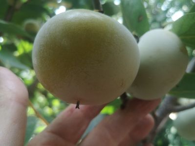 kaki Nikita's