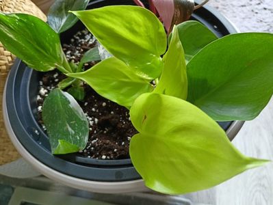 Philodendron White Wizard și Micans Lime