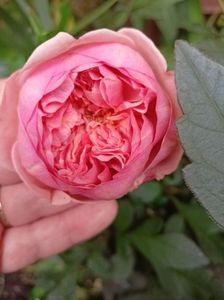 Boscobel
