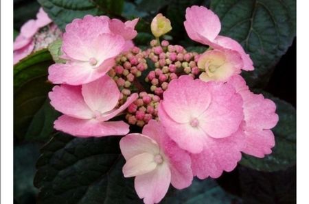 hydrangea serrata daredevil