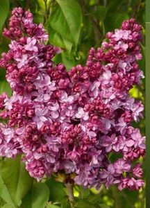 syringa vulgaris 'prince wolkonsky'