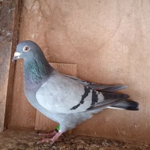 Mascul 23-138....-10 lei