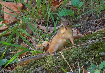 Petite ecureuil - Veverita pitica - Chipmunk