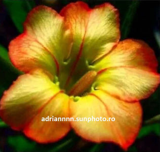 Adenium HONEY ROSE