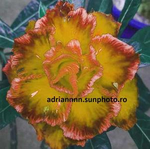 Adenium GOLDEN PETALS WHIT LIGHT PINK