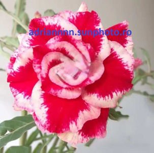 Adenium TEA TYPES RED WHITE