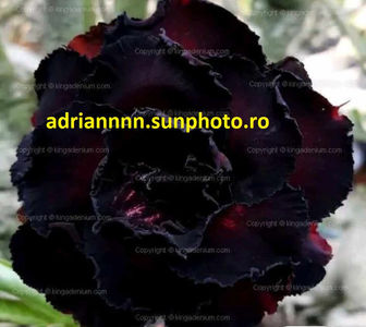 Adenium TRIPLE BLACK PANTHER