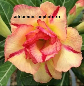 Adenium LUANGLAI