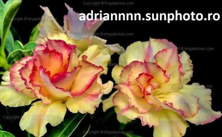 Adenium TRIPLE YELLOW ROSE