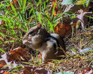 Petite ecureuil - Veverita pitica 3 - Chipmunk