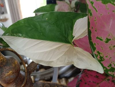 Syngonium Albo Variegata