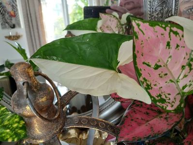 Syngonium Albo Variegata și aglaonema Red Zircon