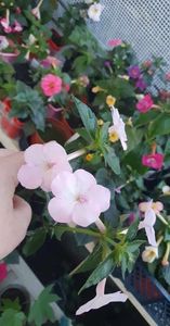 received_1750960358748266