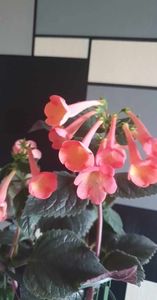 received_1295226611168824