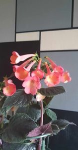 received_878652757169831