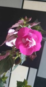 received_839430297845119