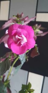 received_1363035101234957