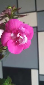 received_695282219303501