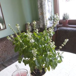 Busuioc
