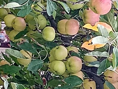 Mere soiul Florina octombrie 2023